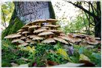 Herbst