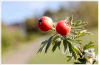 Herbst