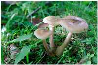 Herbst