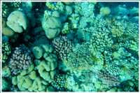 Schnorcheln im Roten Meer (Bild: Doris Kölbl)