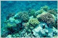 Schnorcheln im Roten Meer (Bild: Doris Kölbl)