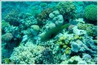 Schnorcheln im Roten Meer (Bild: Doris Kölbl)