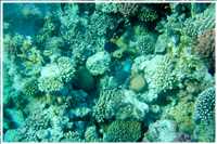 Schnorcheln im Roten Meer (Bild: Doris Kölbl)