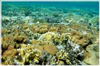 Schnorcheln im Roten Meer (Bild: Doris Kölbl)