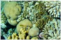 Schnorcheln im Roten Meer (Bild: Doris Kölbl)