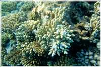 Schnorcheln im Roten Meer (Bild: Doris Kölbl)