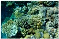 Schnorcheln im Roten Meer (Bild: Doris Kölbl)