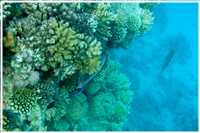 Schnorcheln im Roten Meer (Bild: Doris Kölbl)