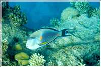 Schnorcheln im Roten Meer (Bild: Doris Kölbl)