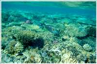 Schnorcheln im Roten Meer (Bild: Doris Kölbl)