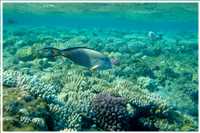 Schnorcheln im Roten Meer (Bild: Doris Kölbl)