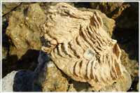 Schnorcheln im Roten Meer (Bild: Doris Kölbl)