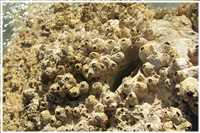 Schnorcheln im Roten Meer (Bild: Doris Kölbl)