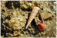 Schnorcheln im Roten Meer (Bild: Doris Kölbl)