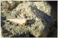 Schnorcheln im Roten Meer (Bild: Doris Kölbl)