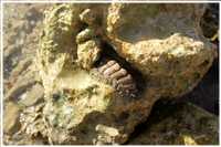 Schnorcheln im Roten Meer (Bild: Doris Kölbl)