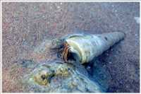 Schnorcheln im Roten Meer (Bild: Doris Kölbl)