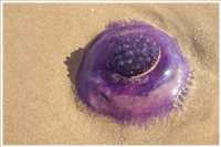 Schnorcheln im Roten Meer (Bild: Doris Kölbl)