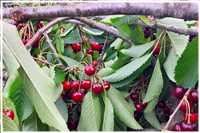 Elbe-Radtour (Bild: Doris Kölbl)