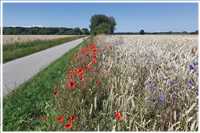 Rügen-Rund (Bild: Doris Kölbl)