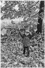 Herbstlaub (Bild: Doris K&ouml;lbl)